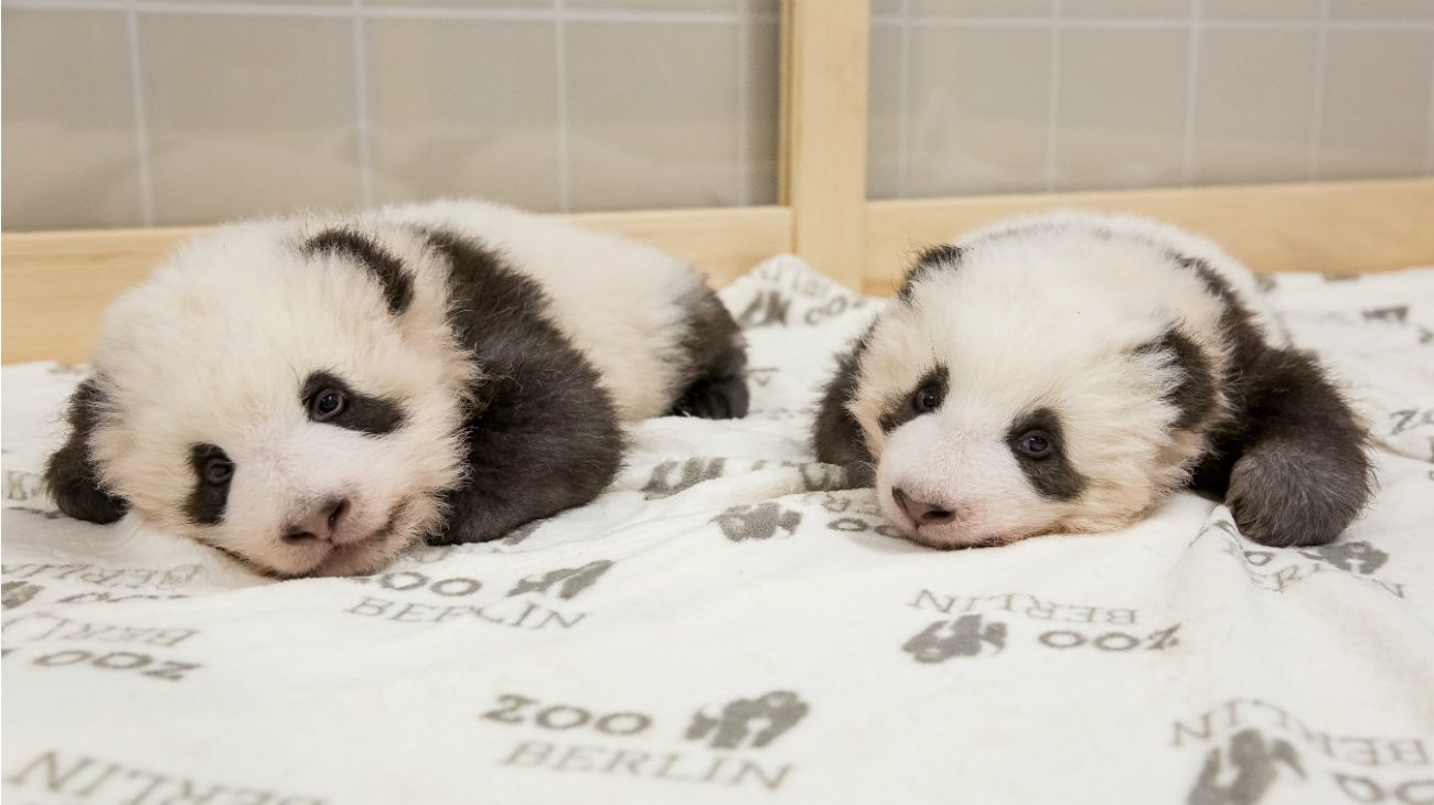 Pandas gemelos, Zoo de Berlín, 6