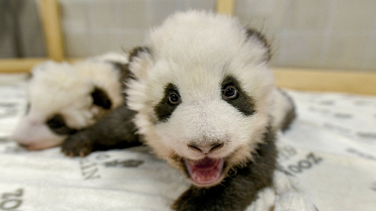 Pandas gemelos, Zoo de Berlín, 6