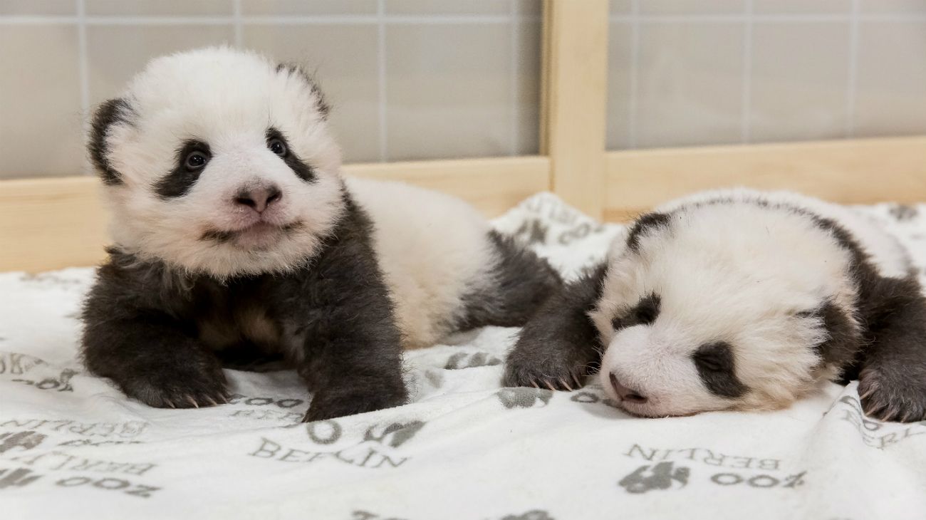 Pandas gemelos, Zoo de Berlín, 6