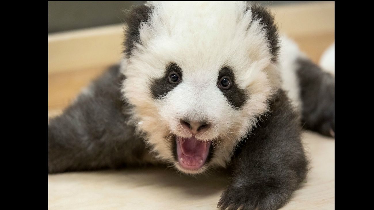 Pandas gemelos, Zoo de Berlín, 6