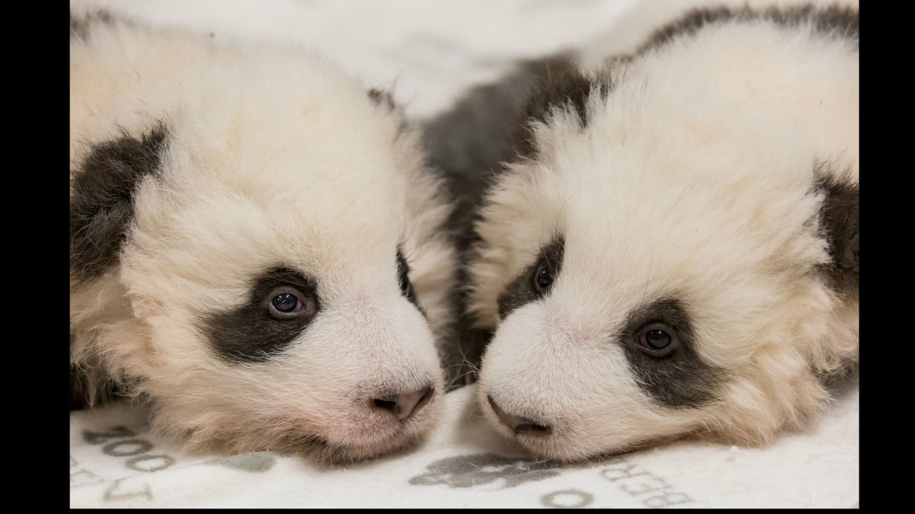 Pandas gemelos, Zoo de Berlín, 6