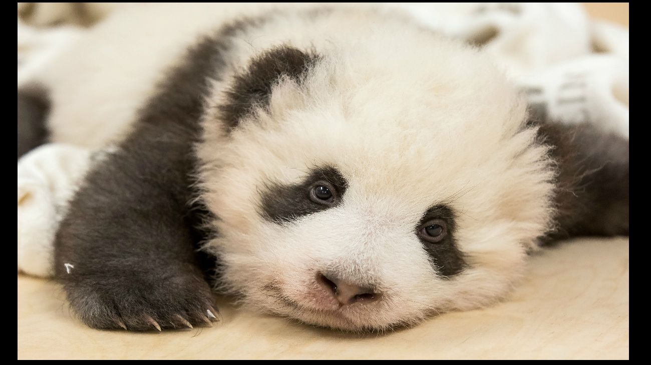 Pandas gemelos, Zoo de Berlín, 6