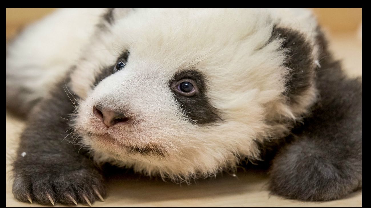 Pandas gemelos, Zoo de Berlín, 6