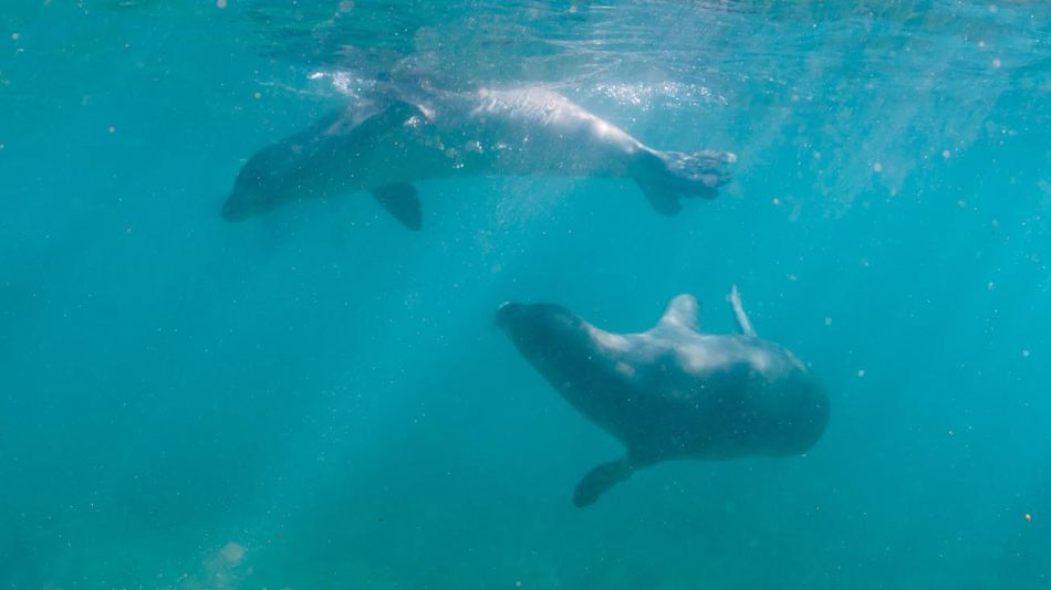 animales extintos o en peligro 20191129