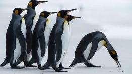 turismo malvinas pinguinos ovejas