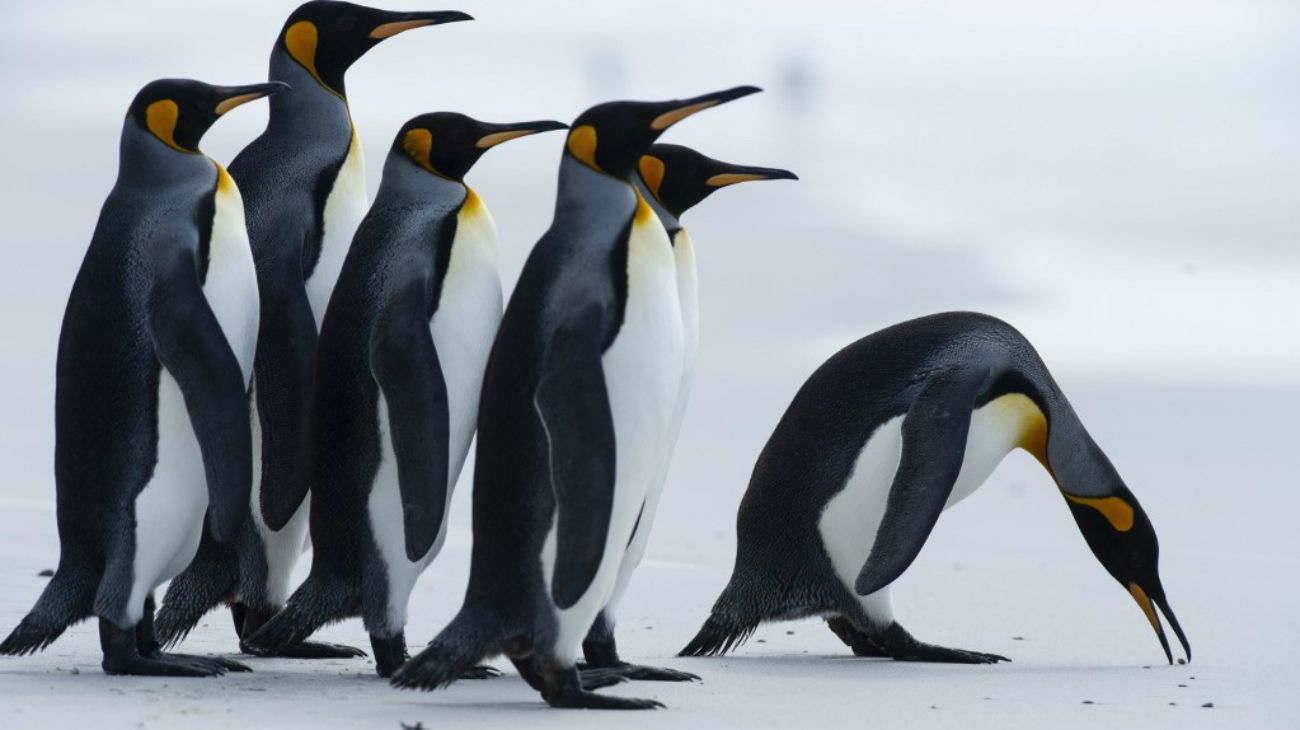 Los pingüinos rey de las Islas Malvinas.