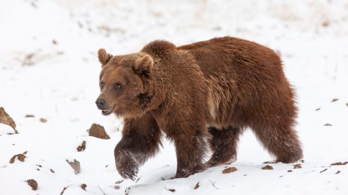 One of 10 grizzly bears relocated from Argentina to Colorado walks at the Wild Animal Sanctuary in Keenesburg.