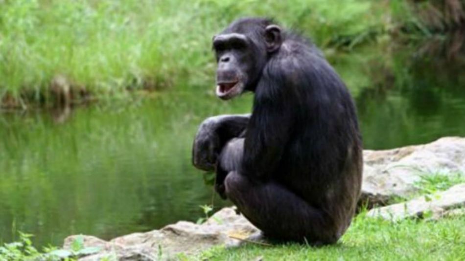Chimpancé