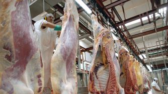Carne de res