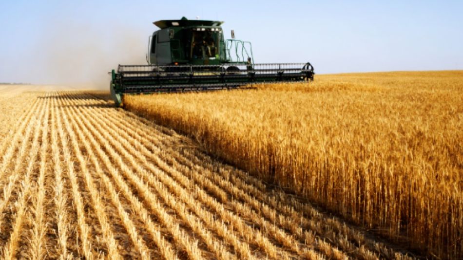 TRIGO. La actual proyección de producción se mantiene en 18.500.000 toneladas.