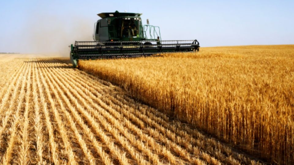 TRIGO. La actual proyección de producción se mantiene en 18.500.000 toneladas.