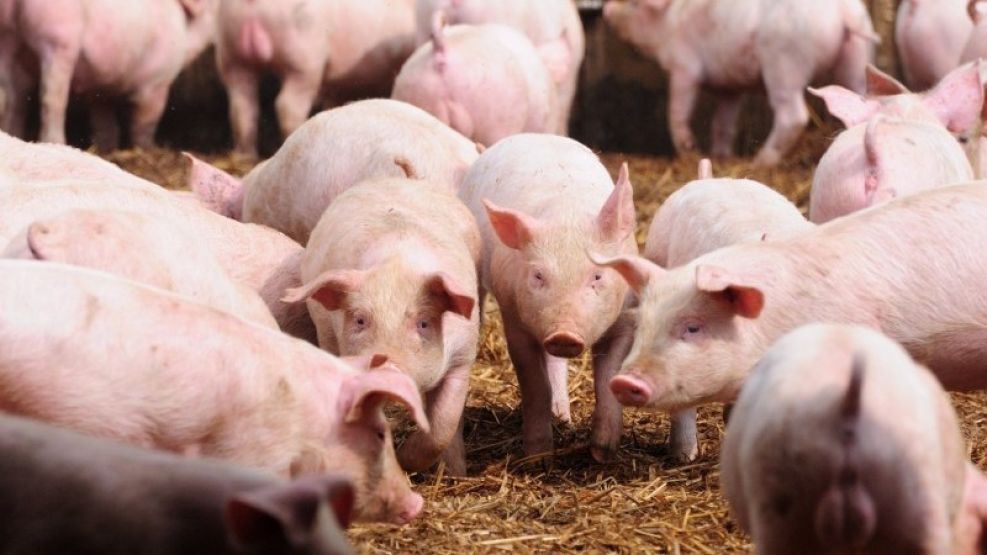 CIFRAS. La producción de carne porcina está en una tasa de crecimiento de entre 1,5% y 2,5% anual.