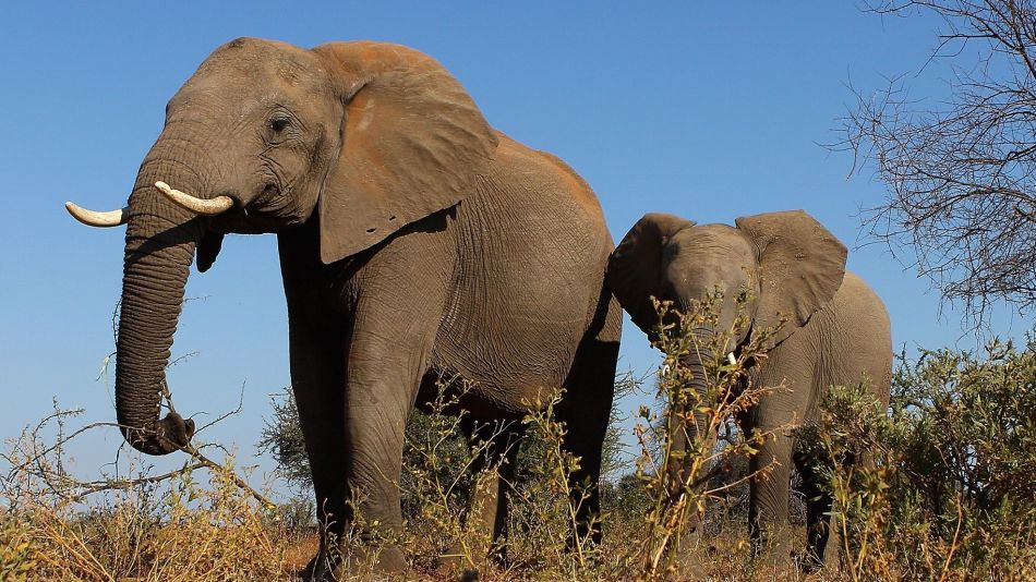 elephants elephant GETTY Sub
