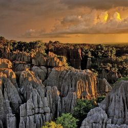 Grand Tsingy, o Bosque de Piedra, un bosque de 600 mts2 formado por rocas calizas puntiagudas, que parecen casi talladas por la erosión del agua y el viento.