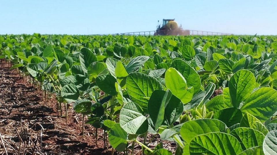 La siembra de soja logró cubrir el 61,3% de la superficie proyectada en 17.700.000 hectáreas.