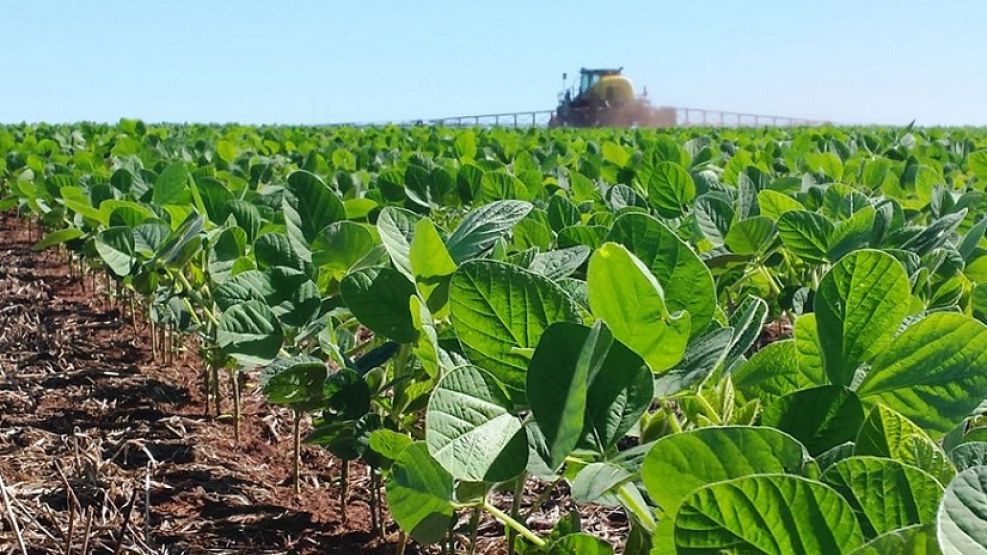 La siembra de soja logró cubrir el 61,3% de la superficie proyectada en 17.700.000 hectáreas.