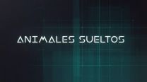 animales sueltos 1214