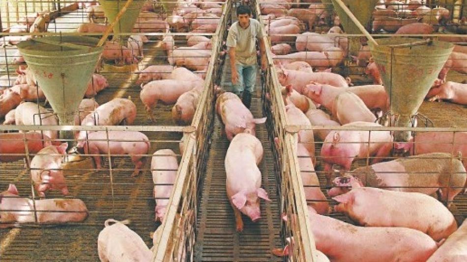 CERDOS. La producción en octubre se ubicó 4,4% por debajo del mismo mes de 2018.