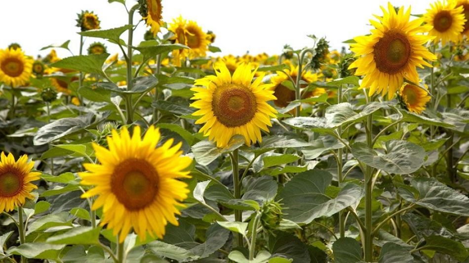 GIRASOL. Se terminaron de cubrir las 1,6 mill/ha proyectadas por la BCBA.