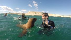 Los lobos marinos usan el hocico de la misma forma que nosotros usamos las manos.