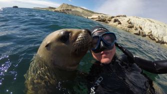 Snorkel y buceo, dos propuestas para conocer a los lobos marinos bien de cerca