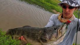 Tras caminar unos 20 minutos rodeados de la naturaleza isleña de Baradero, nos encontramos con que nada iba a detener a las dientonas.