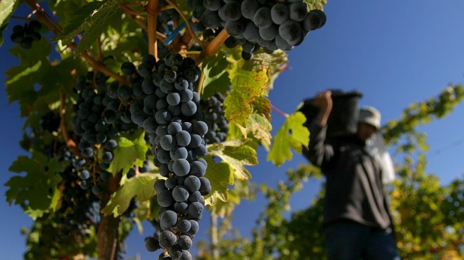 La buena cosecha, el tipo de cambio y un buen nivel de stock impulsaron el aumento de las exportaciones vitivinícolas.