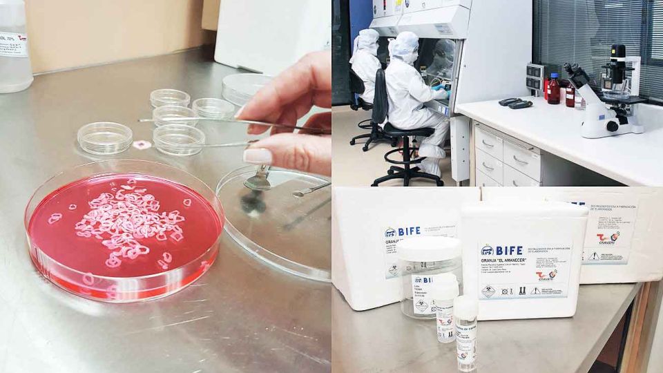Seguridad. El laboratorio de bioingeniería de Craveri, donde se logró cultivar células animales y crear pequeños anillos. El primer paso para contar muy pronto con carne in vitro.