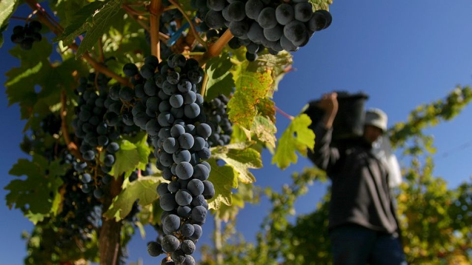 La buena cosecha, el tipo de cambio y un buen nivel de stock impulsaron el aumento de las exportaciones vitivinícolas.