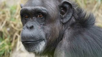 Chimpancé estudio científico