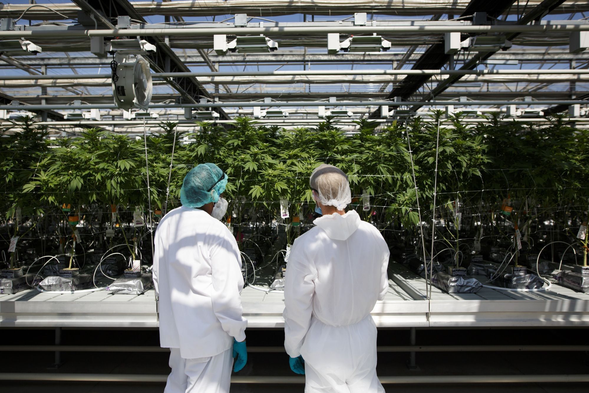 Inside CannTrust Holdings Inc. Niagara Perpetual Harvest Greenhouse As Big Money Tests Marijuana Waters