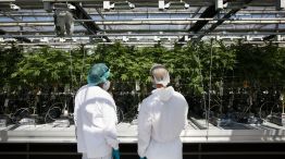 Inside CannTrust Holdings Inc. Niagara Perpetual Harvest Greenhouse As Big Money Tests Marijuana Waters