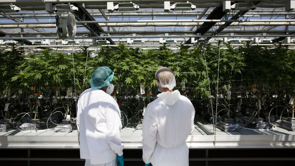 Inside CannTrust Holdings Inc. Niagara Perpetual Harvest Greenhouse As Big Money Tests Marijuana Waters