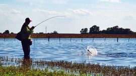 La lucha, aún en ejemplares pequeños, es muy disfrutable.