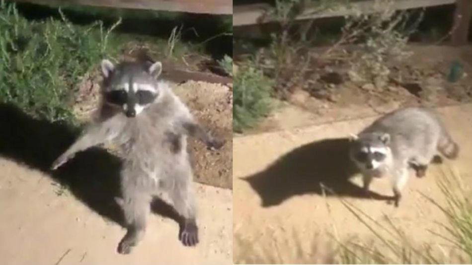 Mapaches
