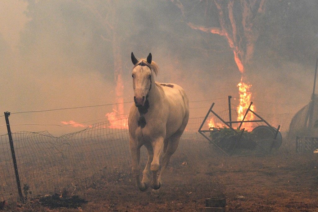 Al menos 20 personas murieron, decenas están desaparecidas y más de 1.300 casas quedaron reducidas a cenizas desde el comienzo de la temporada de incendios en septiembre. Hasta ahora, ardió una superficie equivalente al doble de Bélgica.