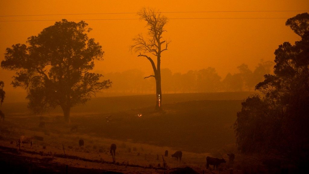 Al menos 20 personas murieron, decenas están desaparecidas y más de 1.300 casas quedaron reducidas a cenizas desde el comienzo de la temporada de incendios en septiembre. Hasta ahora, ardió una superficie equivalente al doble de Bélgica.