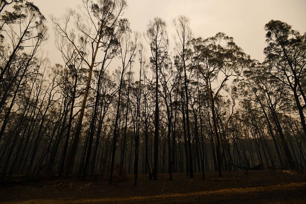 Al menos 20 personas murieron, decenas están desaparecidas y más de 1.300 casas quedaron reducidas a cenizas desde el comienzo de la temporada de incendios en septiembre. Hasta ahora, ardió una superficie equivalente al doble de Bélgica.