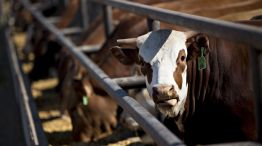 Operations At Texana Feeders Beef Cattle Feedlot As Trump Led U.S. To Brink Of Trade War