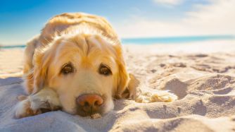 Qué trámites hay que realizar para viajar con tu mascota a Uruguay