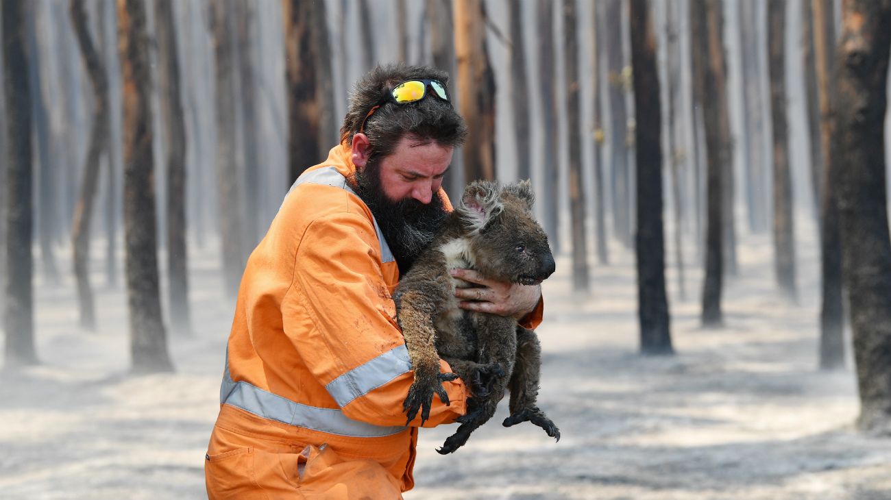 Se teme que cientos de koalas hayan muerto en los incendios y, a medida que pasan los días, la falta de agua disminuye aún más sus posibilidades de supervivencia.