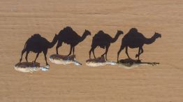 En Australia buscan disminuir la cantidad de camellos por la escasez de agua.