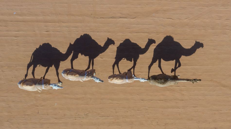 En Australia buscan disminuir la cantidad de camellos por la escasez de agua.