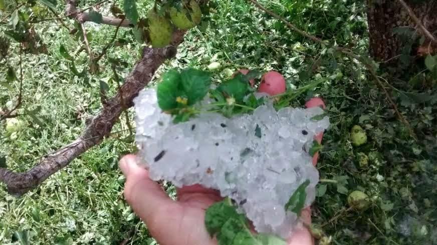 EFECTOS. El temporal de granizo afectó a unas dos mil hectáreas.