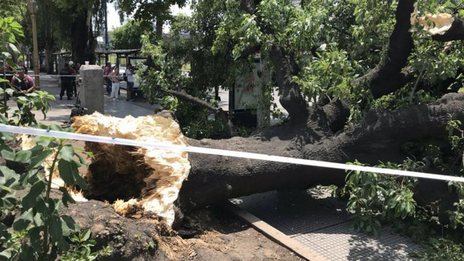 Árbol caído en el barrio porteño de Constitución. Una mujer herida.