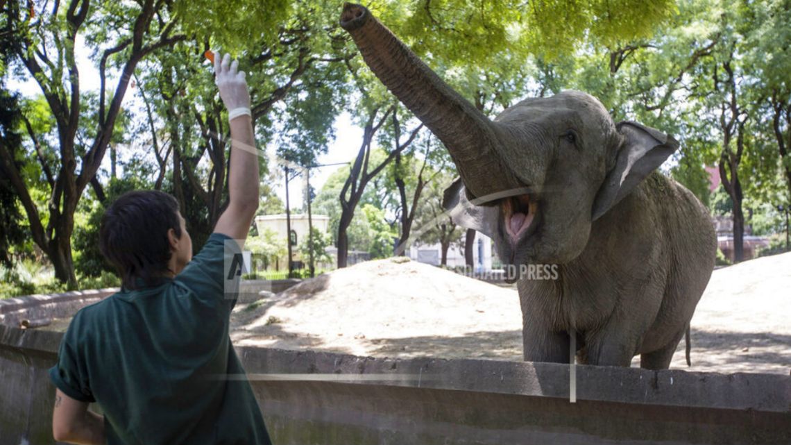 Mara the elephant is cared for at the Buenos Aires Ecoparque