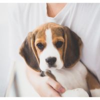 FielPet