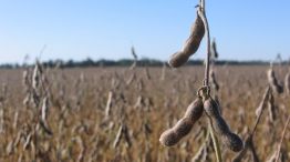 El área sembrada con soja 2019/20 en Argentina sería de 17,4 millones de hectáreas.