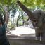 After 25 years, elephant leaves Ecoparque for new life in Brazil