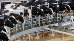 Productores de leche preocupados por menos consumo y precios estancados